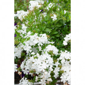 Plumbago Blanc