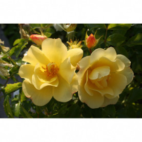 Rosier Decorosiers Celina Jaune Clair