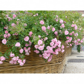 Rosier Decorosiers Mareva Rose Clair