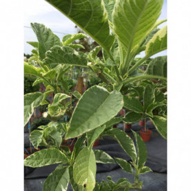 Datura Variegata Saumon