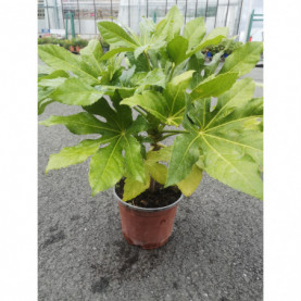 Aralia Fatsia Sieboldii Japonica Vert