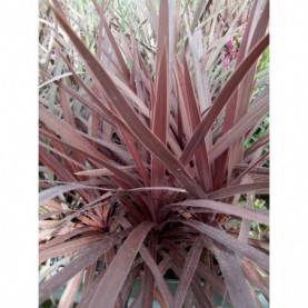 Cordyline Dracena Red Star Pourpre