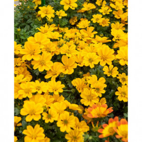 Bidens Golden Empire Grande Fleur Jaune D'or