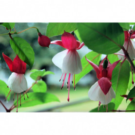 Fuchsia Ballérina 