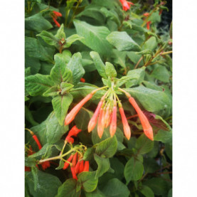 Fuchsia Fulgens 