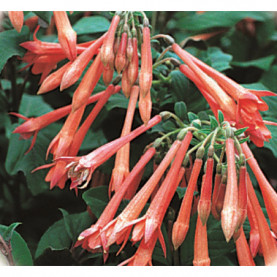 Fuchsia Fulgens 