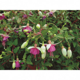 Fuchsia La Campanella Violet 