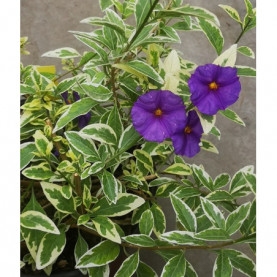 Solanum Panaché