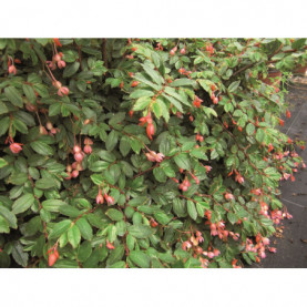 Begonia Fuchsoides Rose