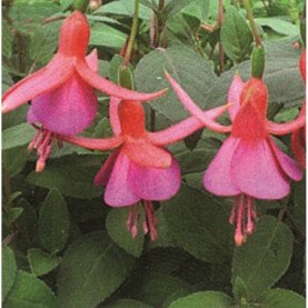 Fuchsia Black Prince 