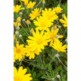 Euryops Pectinatus Sonnenschein Jaune