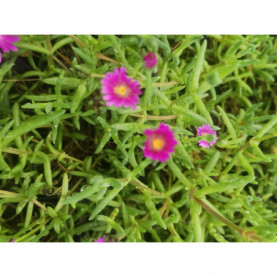 Delosperma Jewel Of Desert Opal Purple