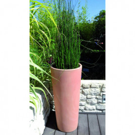 Equisetum Japonicum Raptor Presle