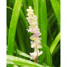 Liriope Muscari Violacé