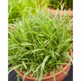 Carex Morrowi Variegata