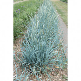 Elymus Arenarius - Leymus