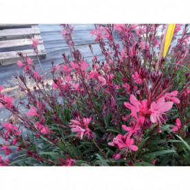 Gaura Pink Dwart Rose Foncé