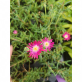 Delosperma Jewel Of Desert Amethyst Rose