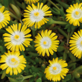 Delosperma Jewel Of Desert Peridot Jaune