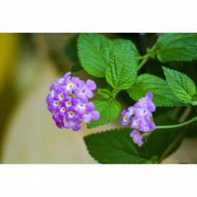 Lantana Delicatissima Mauve Ferraci