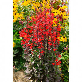 Lobelia Cardinalis Reine Victoria Fulgens