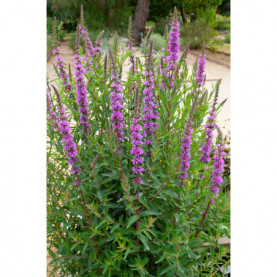 Lythrum Salicaria Rose