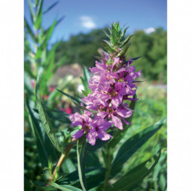 Lythrum Salicaria Rose