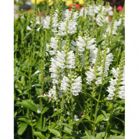 Physostegia Virginiana Alba