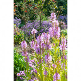 Physostegia Virginiana Rose Vif