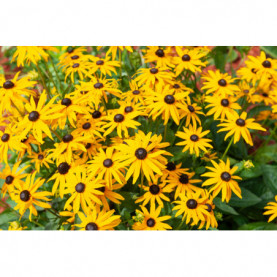 Rudbeckia Fulgida Goldsturm Tempète