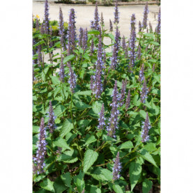 Agastache Astello Indigo