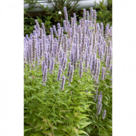 Agastache Golden Jubilée