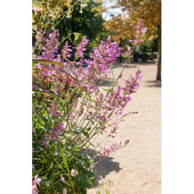 Agastache Heather Queen Rose