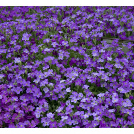 Aubrietia Audrey Blue Shade