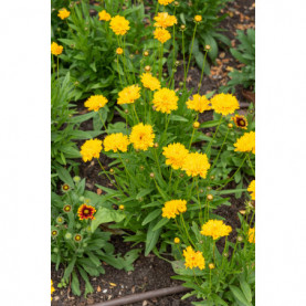 Coreopsis Early Sunrise