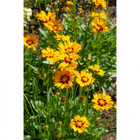 Coreopsis Sunfire