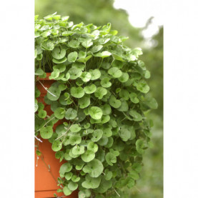 Dichondra Emerald Falls