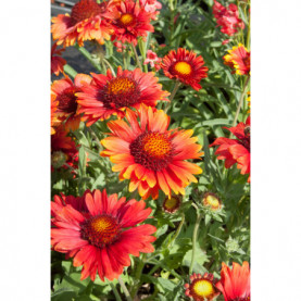 Gaillarde Arizona Red Shades Ton Rouge