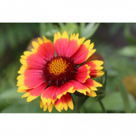 Gaillarde Royale Haute Jaune Rouge