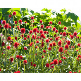 Gomphrena Haag Flashing Light