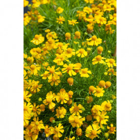 Helenium Dakota Gold