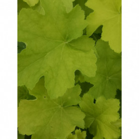 Heuchera Lime Marmelade Jaune