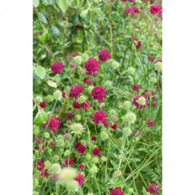 Knautia Macedonica Cherry