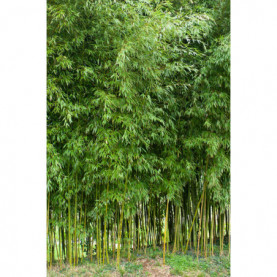 Phyllostachys Aurea