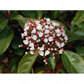 Viburnum Tinus - Laurier Tin