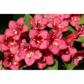 Weigela Red Prince