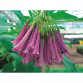 Iochroma Violet