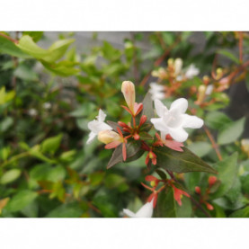 Abélia Grandiflora Semperflorens