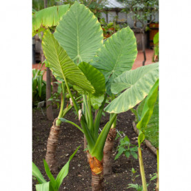 Alocasia Calodora