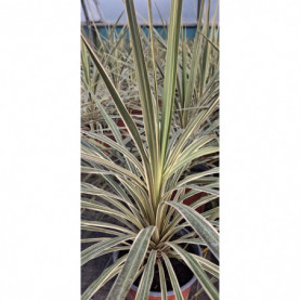 Cordyline Dracena Australis Torbay Dazzler Vert Et Jaune